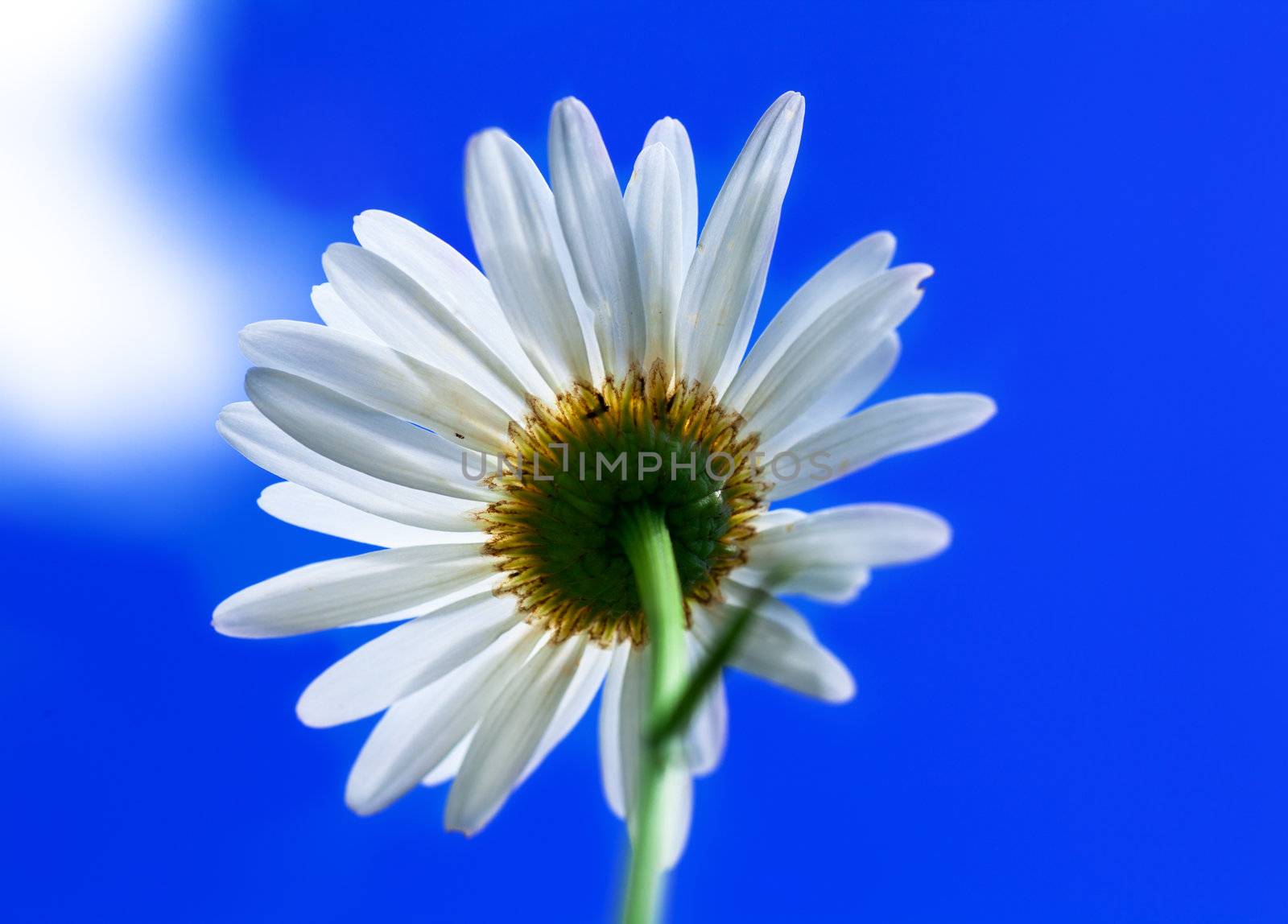 Macro view of single chamomile over sky background