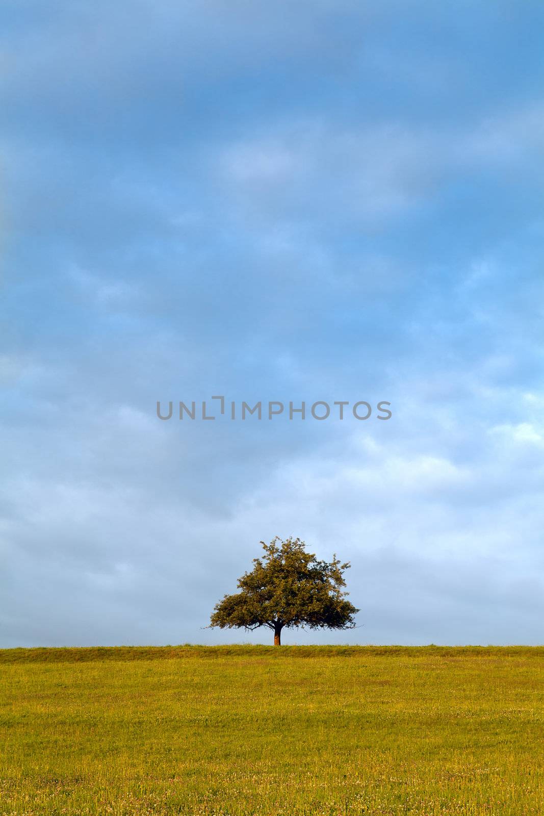 one lonely tree on the horizon over sky at early morning