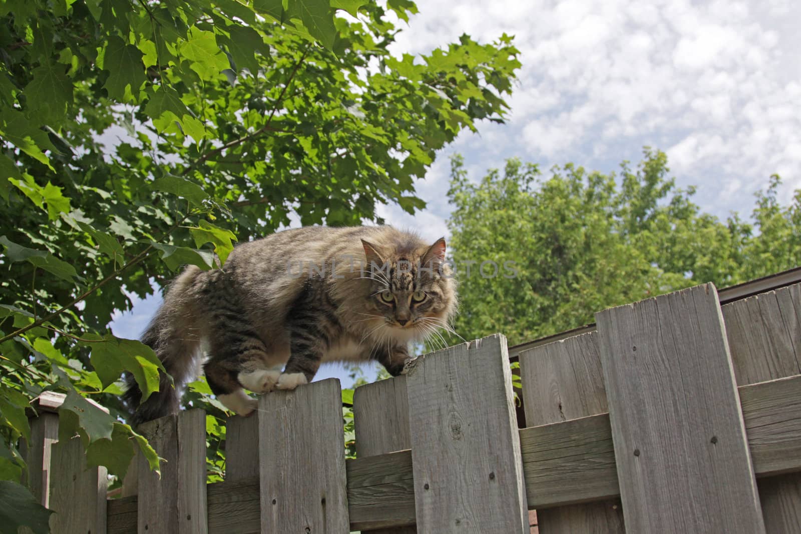 A cat scaling a fence on the prowl.