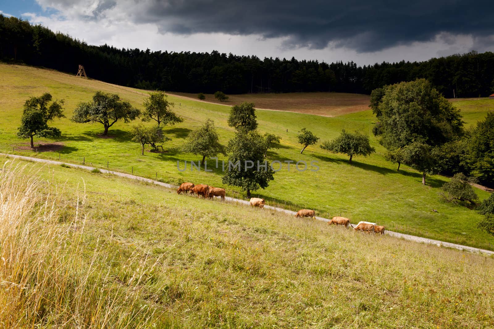 sunny summer pasture in mountains before storm