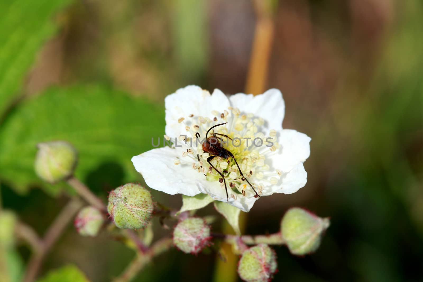 blackberry - Rubus fruticosus white flower outdoors