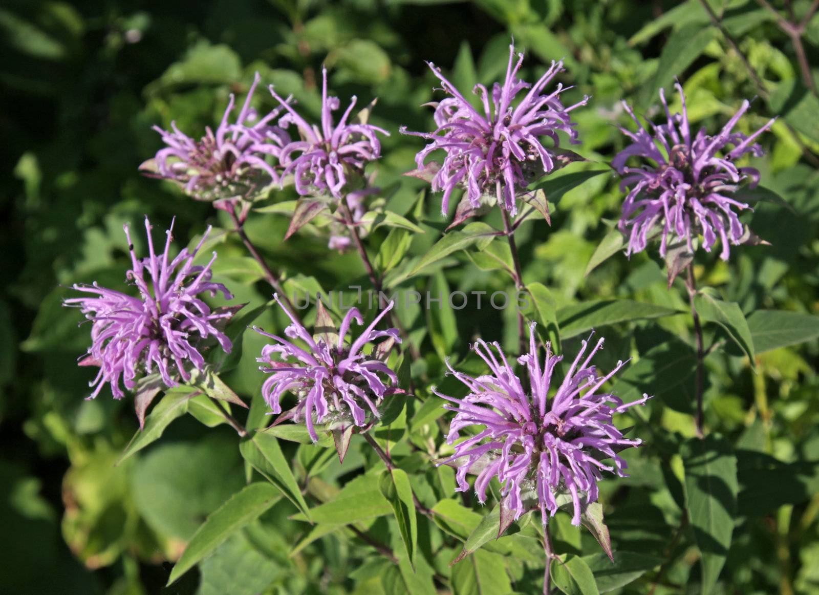 Native purple bee balm (Monarda) flowers. Shot in Kitchener, Ontario, Canada. 