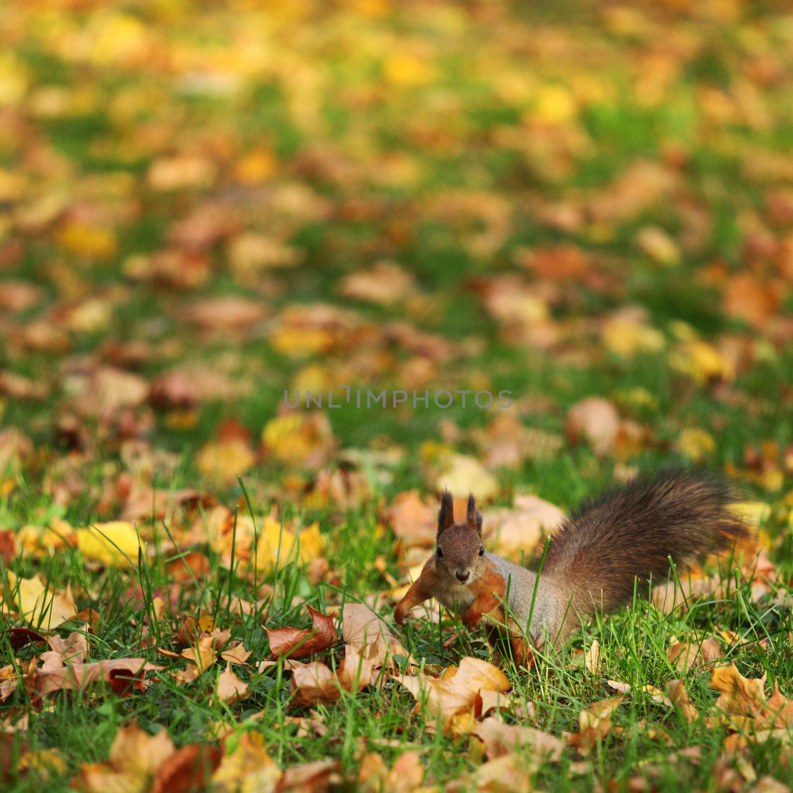 squirrel jumps in the autumn forest