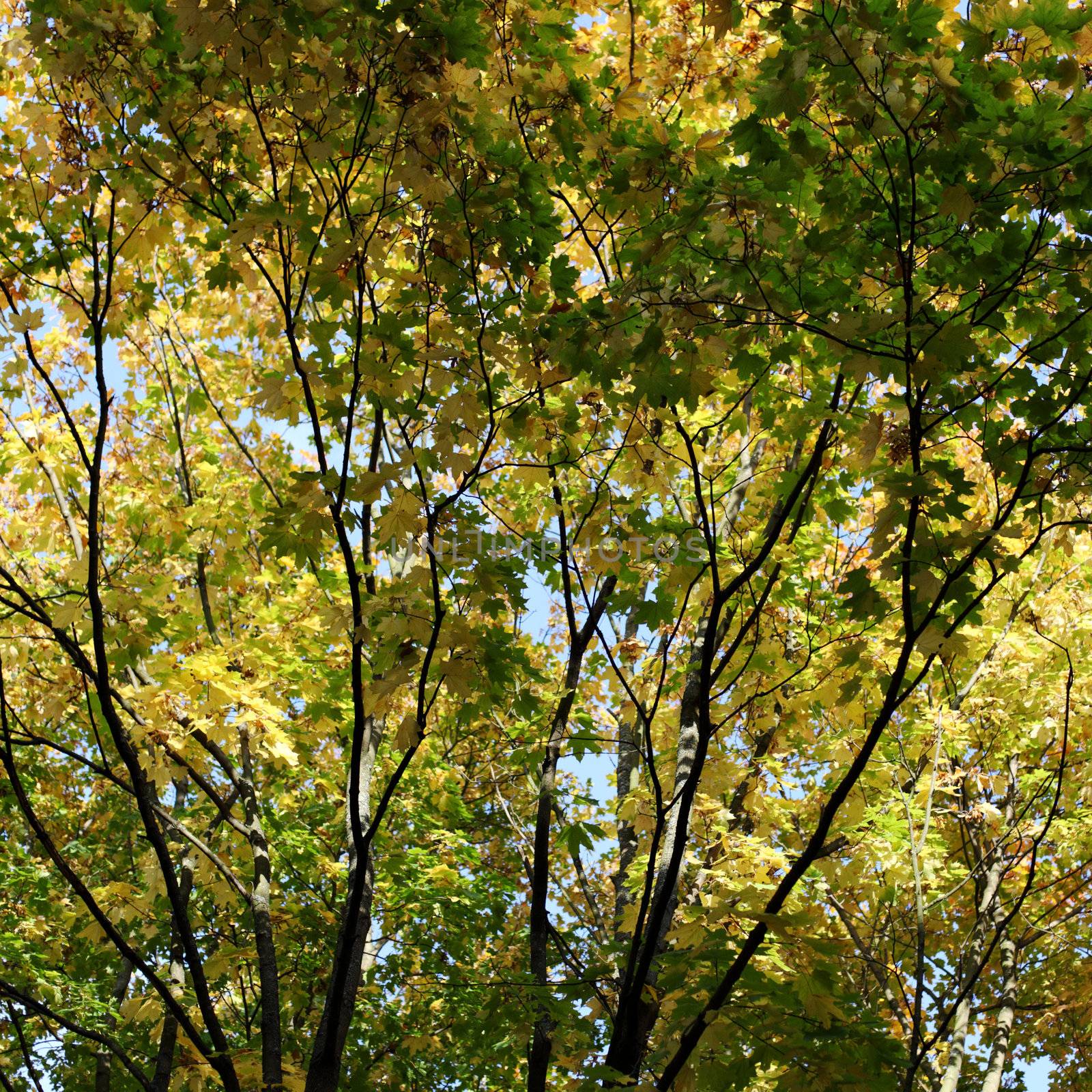  autumn leaves in the park