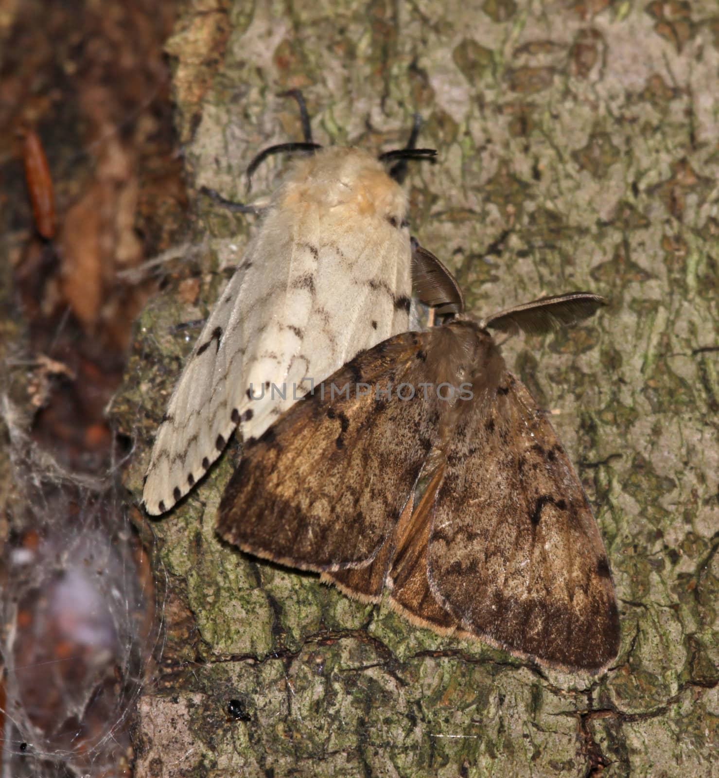 A Gypsy Moth (Lymantria dispar) pair, male (brown) and female (white) on a tree.