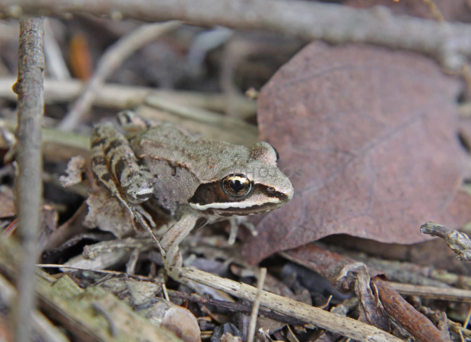 A Wood Frog (Rana sylvatica) on the floor of the forest.
