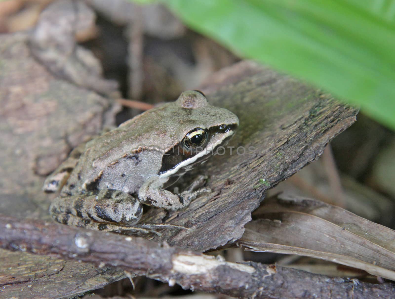 Wood Frog on Bark
 by ca2hill