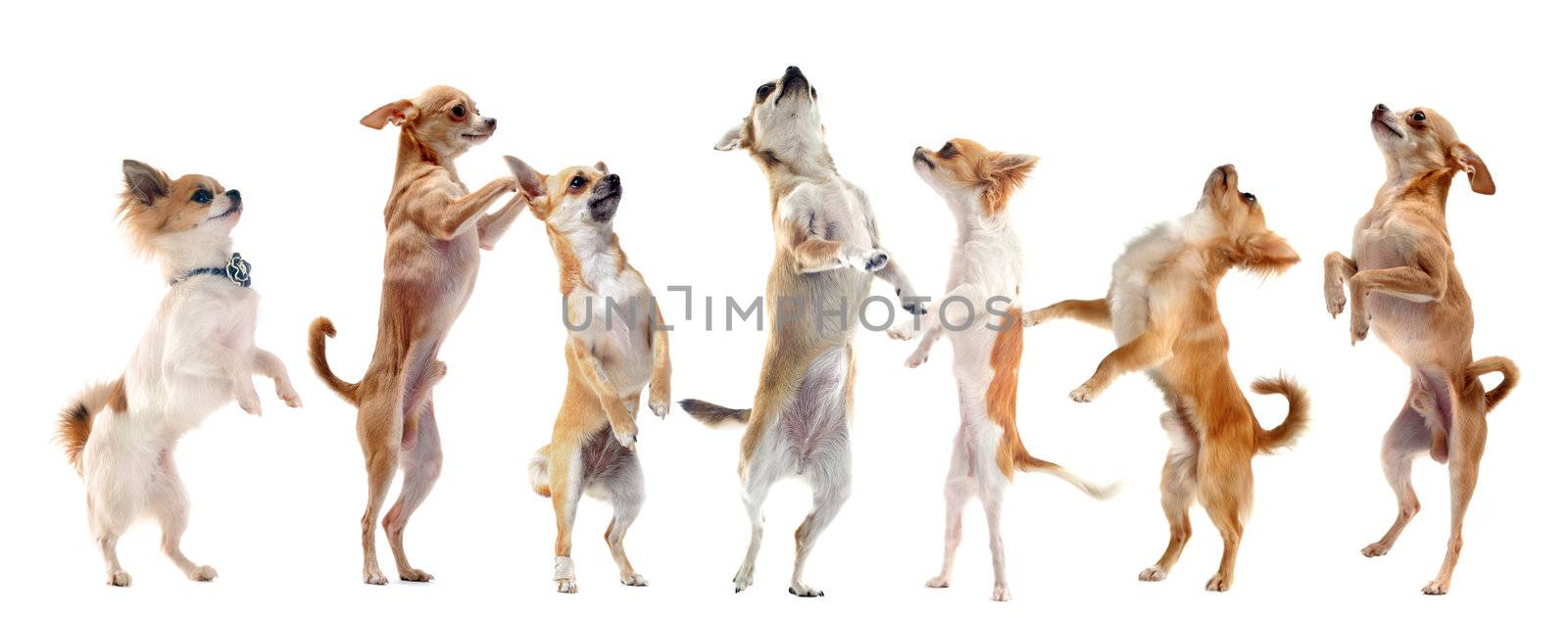group of purebred  chihuahua standing on his hind legs 