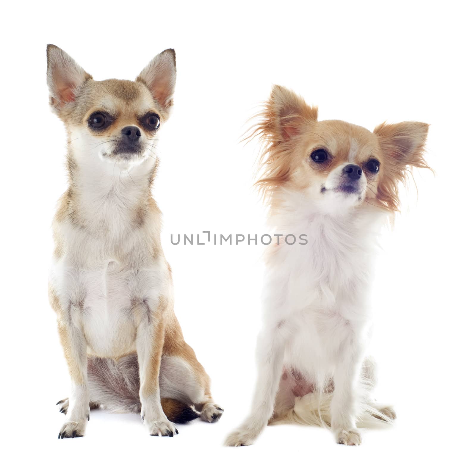 portrait of two purebred  chihuahuas in front of white background