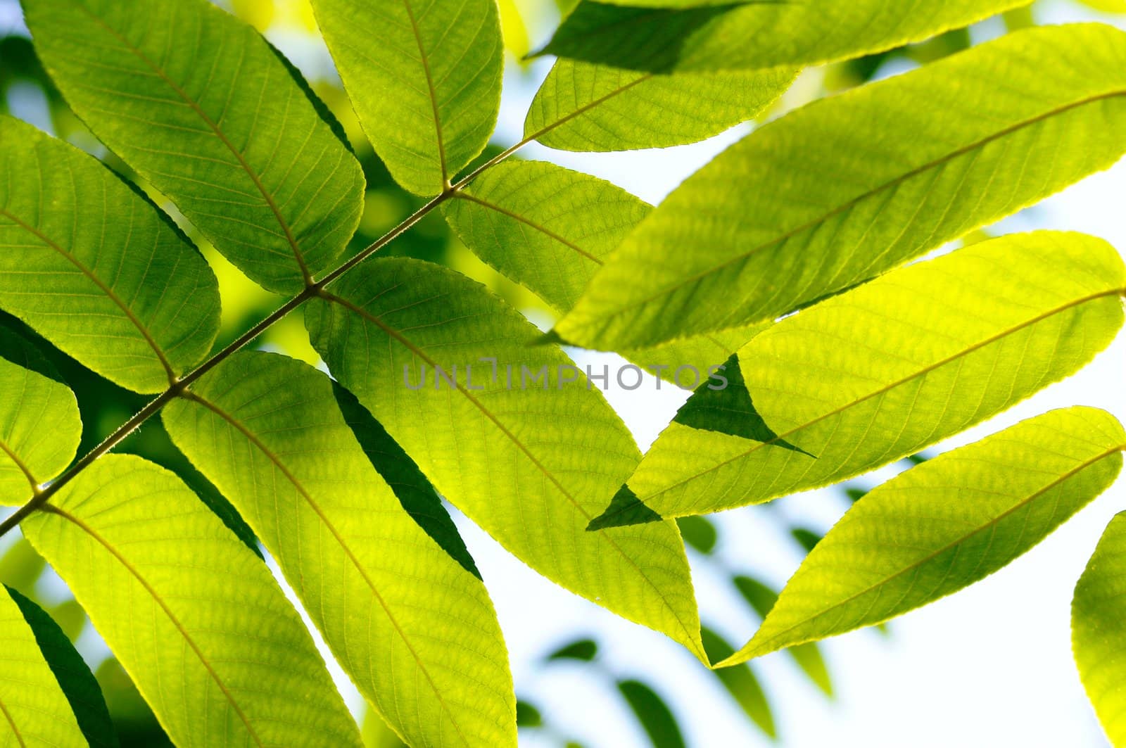 Close up of a green fresh leaves