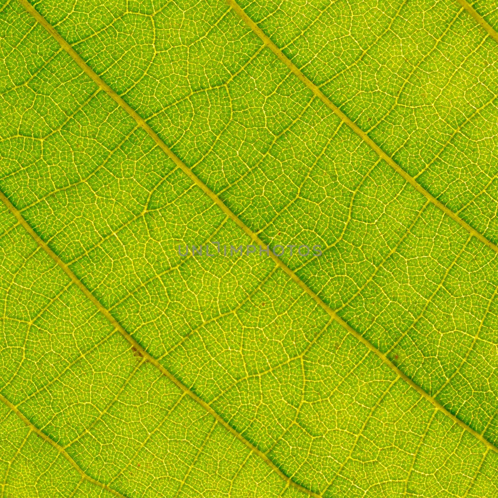 leaf close up