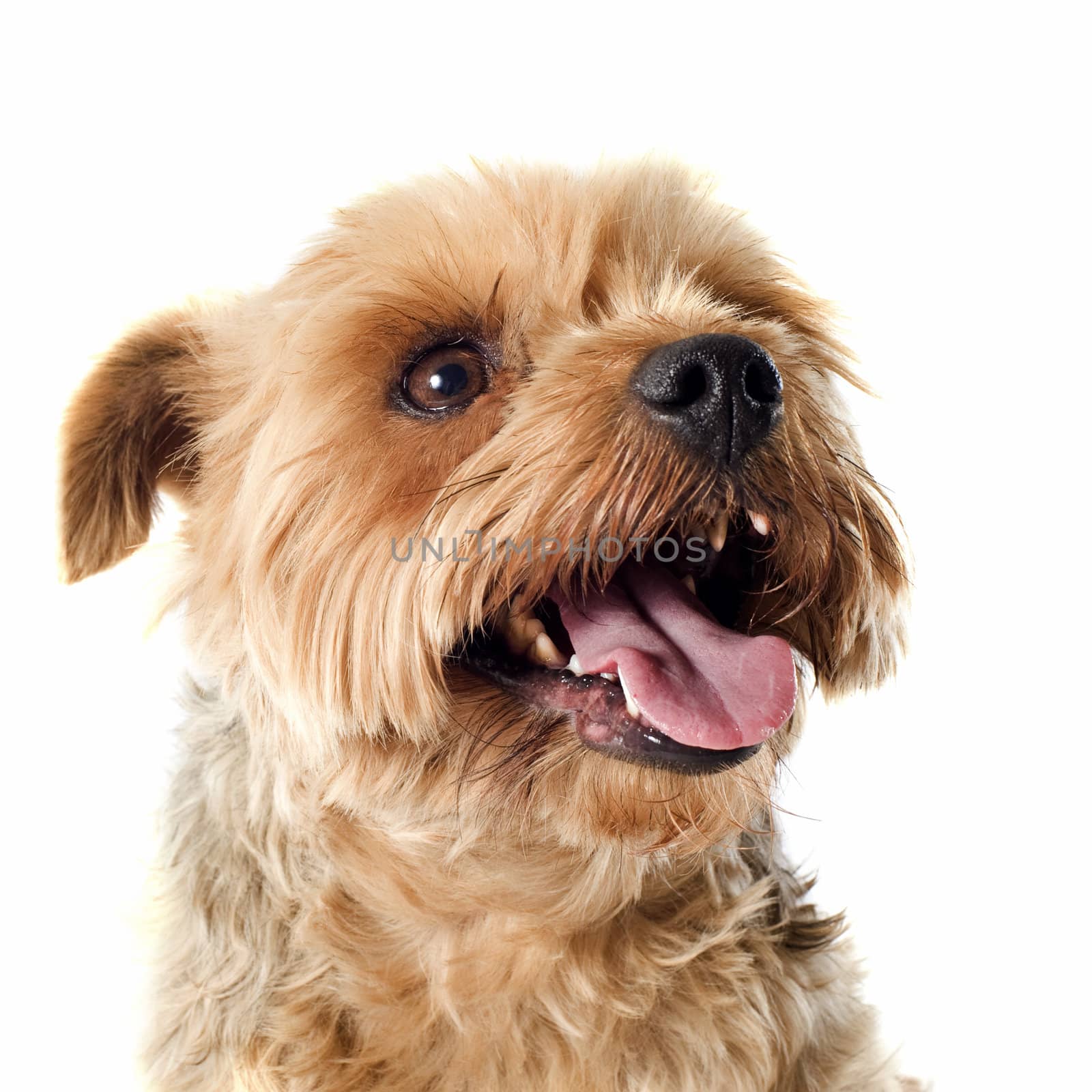 portrait of a purebred yorkshire terrier in front of white background