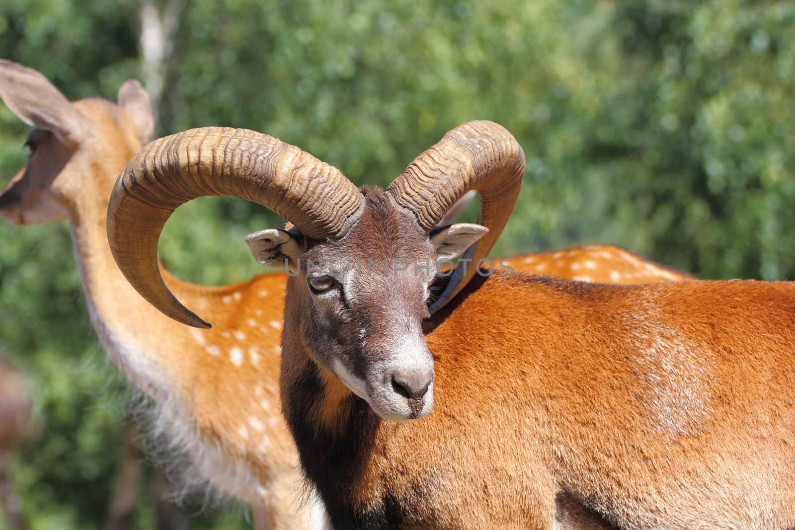 beautiful mouflon ram standing with a herd of fallow deers in an animal enclosure