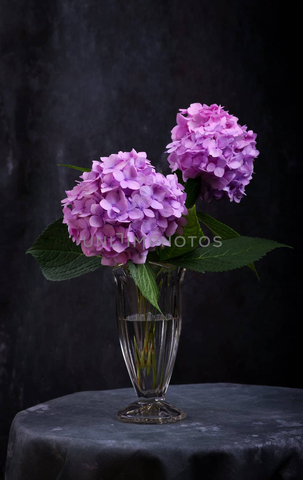 Still-Life with purple Hortensia flowers in glass vase 