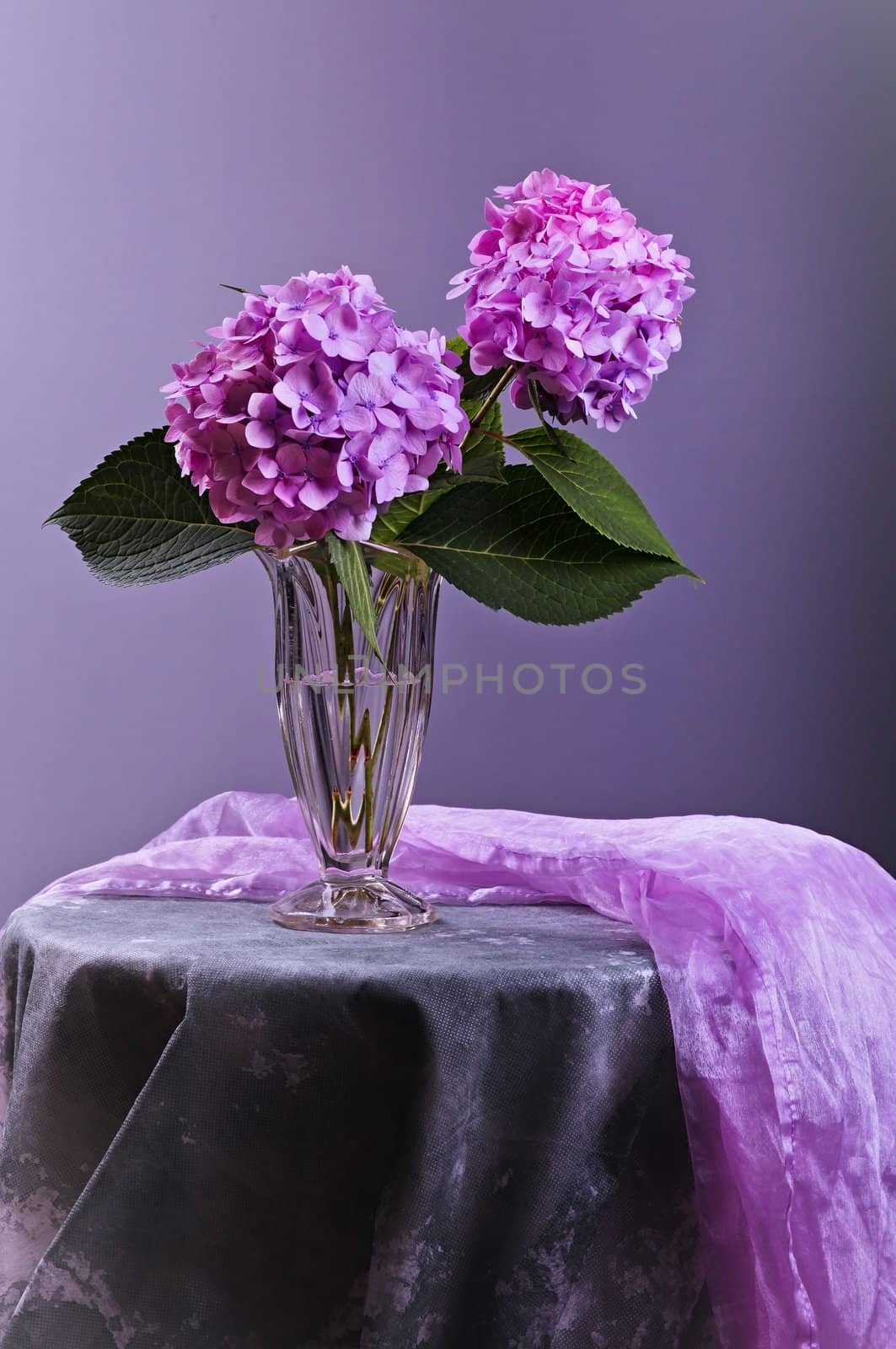 Still-Life with purple Hortensia flowers in glass vase 