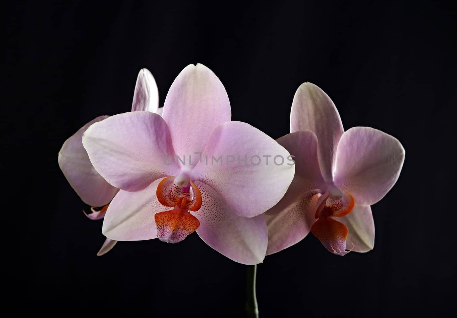 close-up of pink orchid against black background