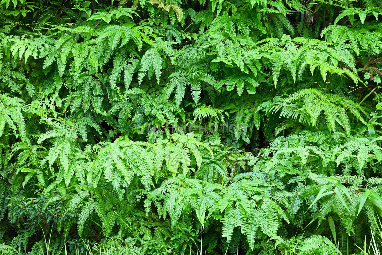 Fern leaves background by pzaxe