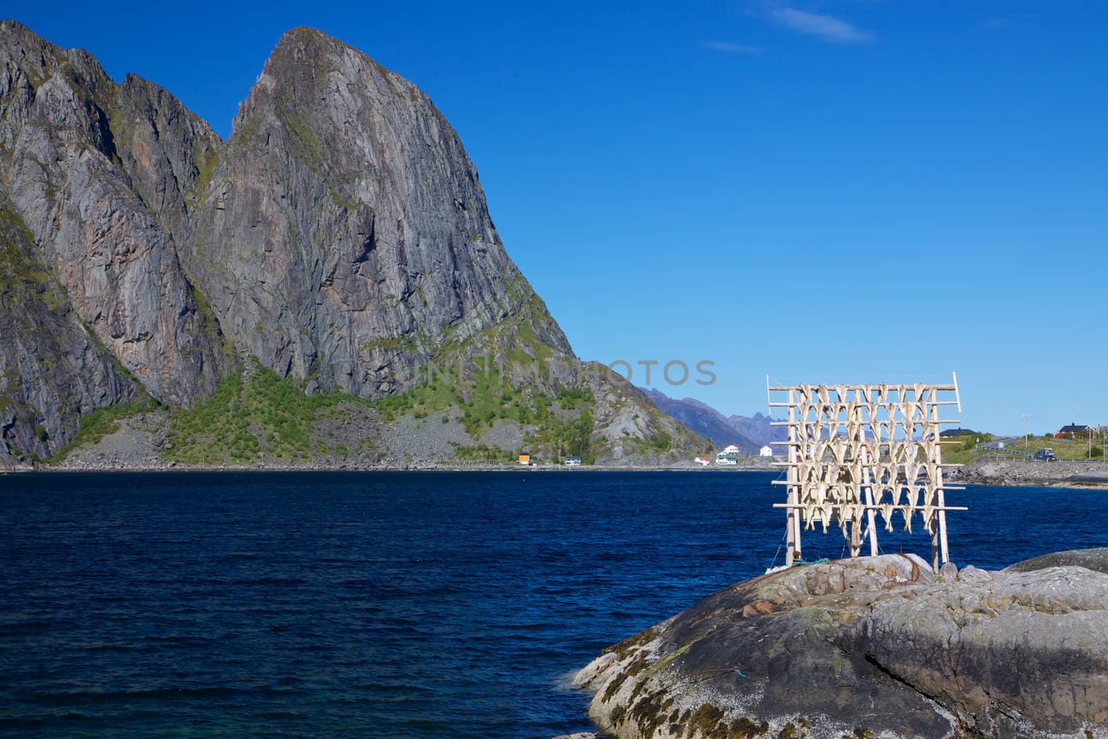 Traditional way of drying stock fish on Lofoten islands in Norway