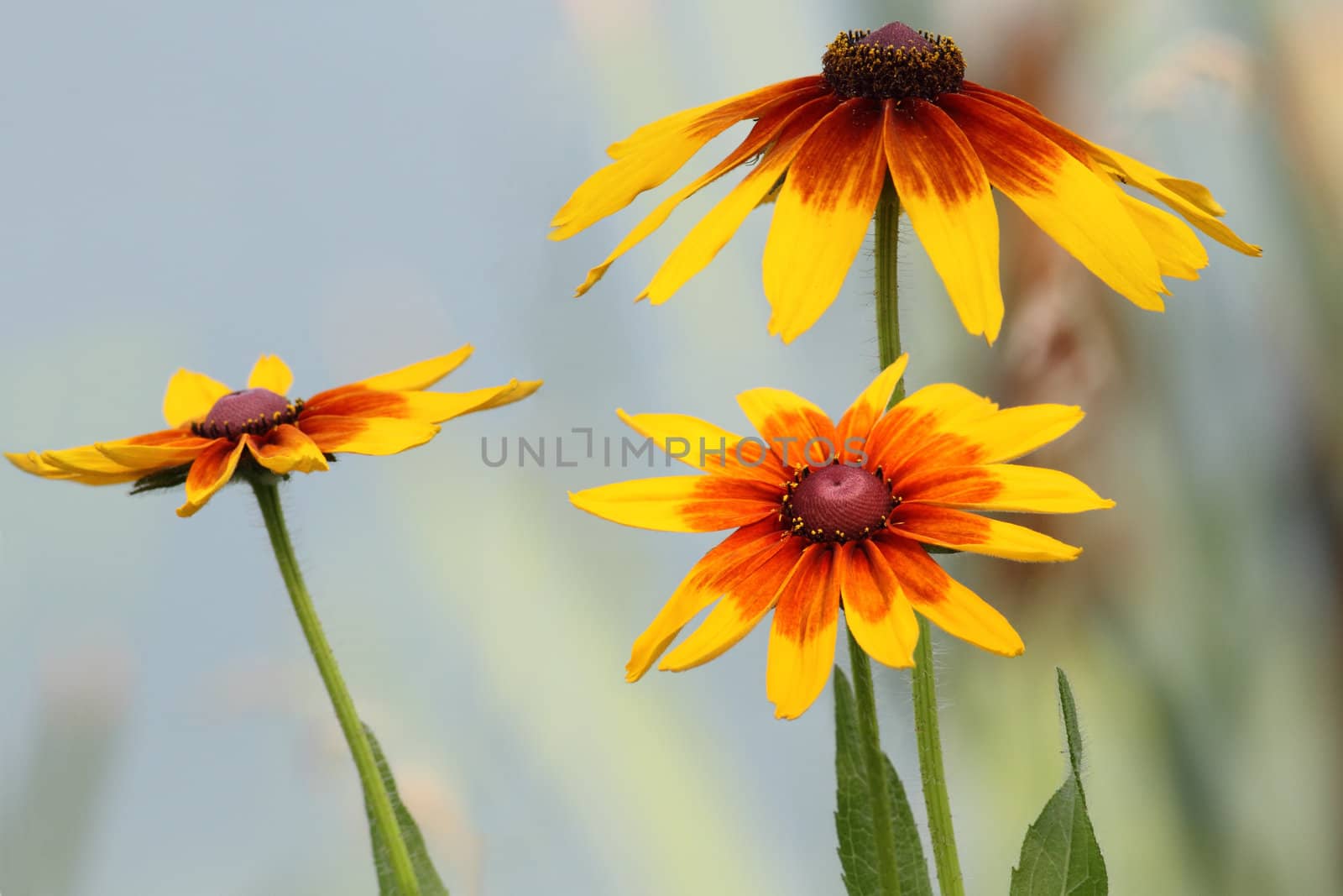 Flowers and leaves of Rudbeckia (Black-Eyed Susan)

