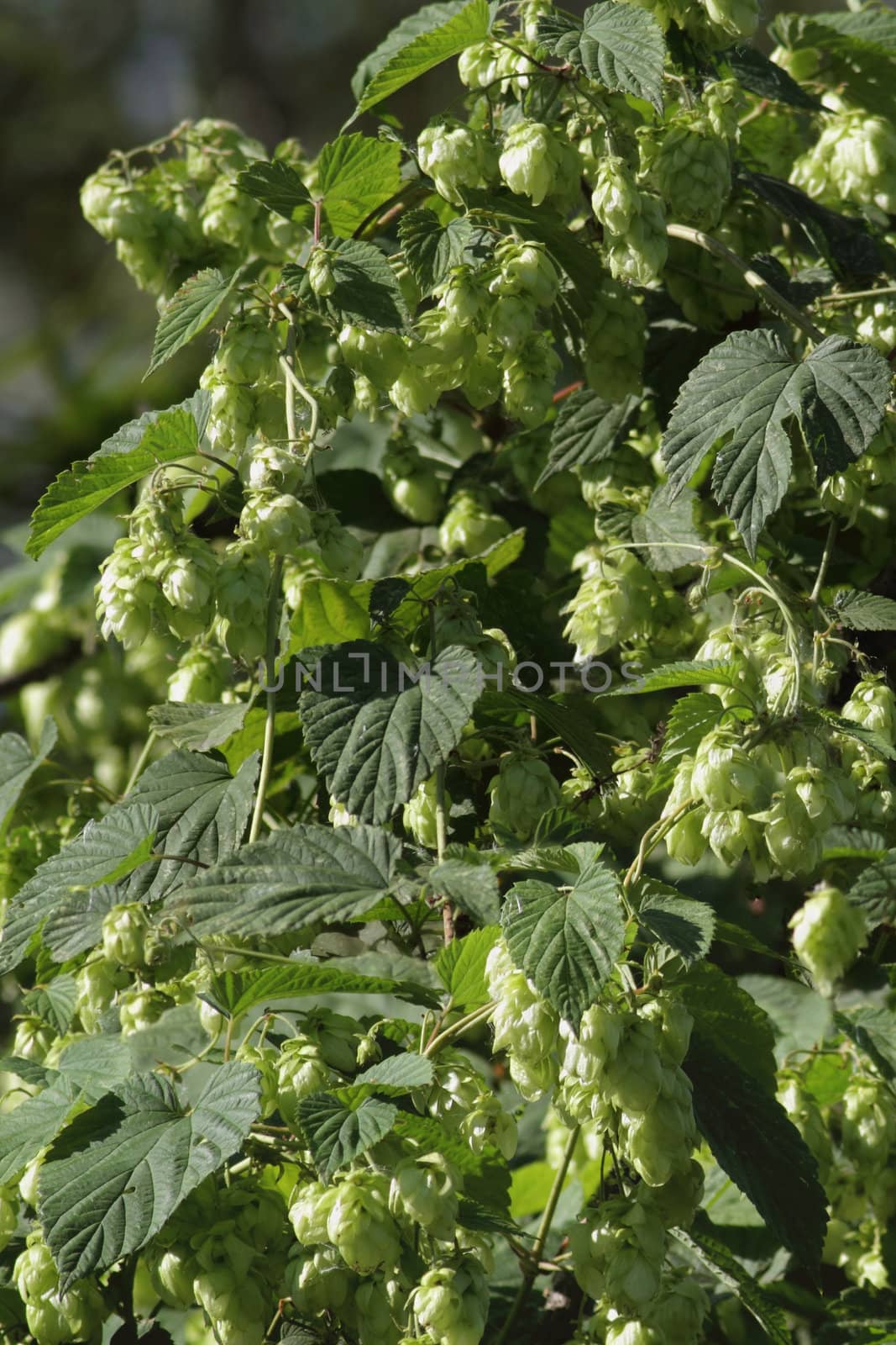 Flowers and leaves of wild hop (Humulus lupulus)

