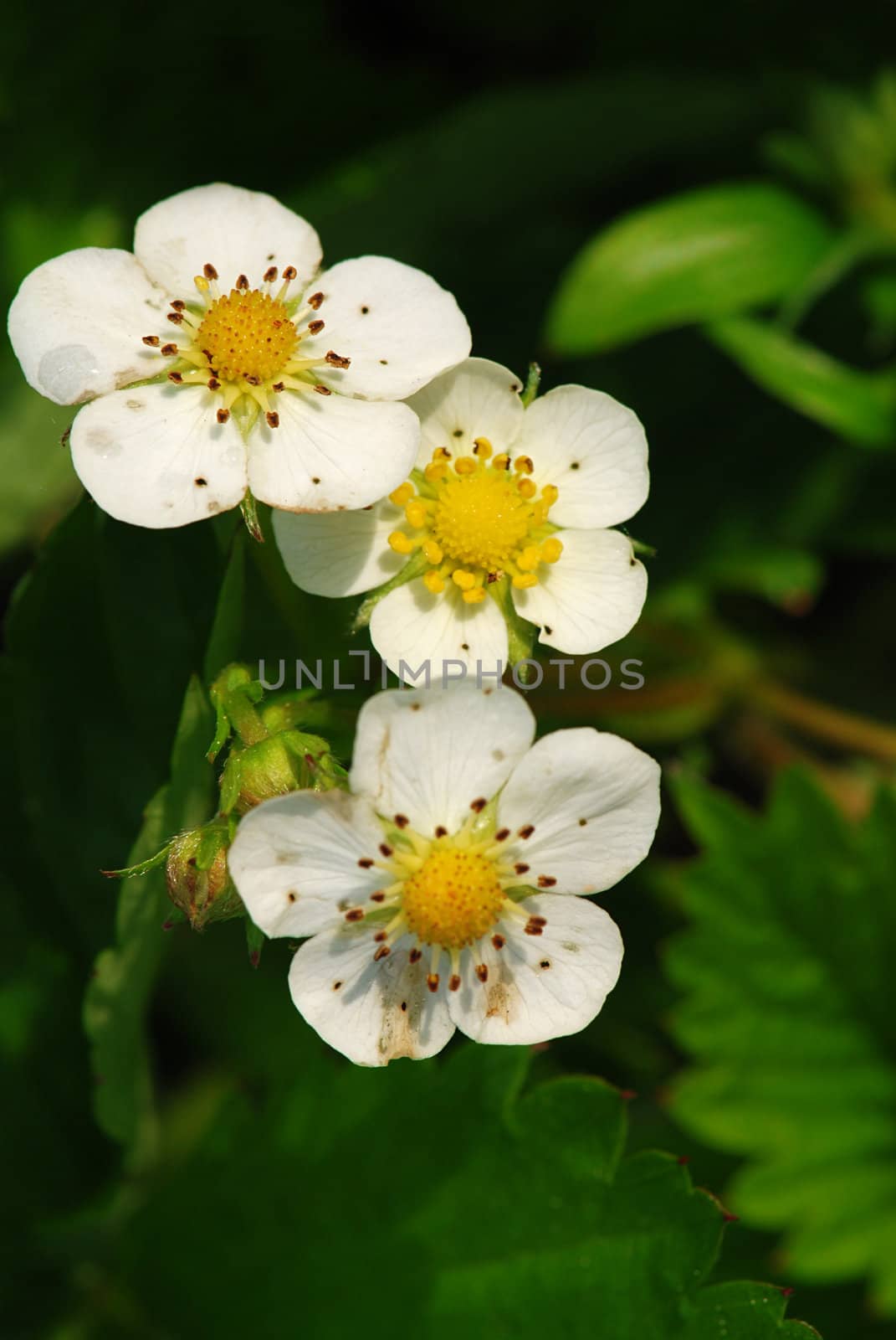 Three small strawberry blooms in the garden