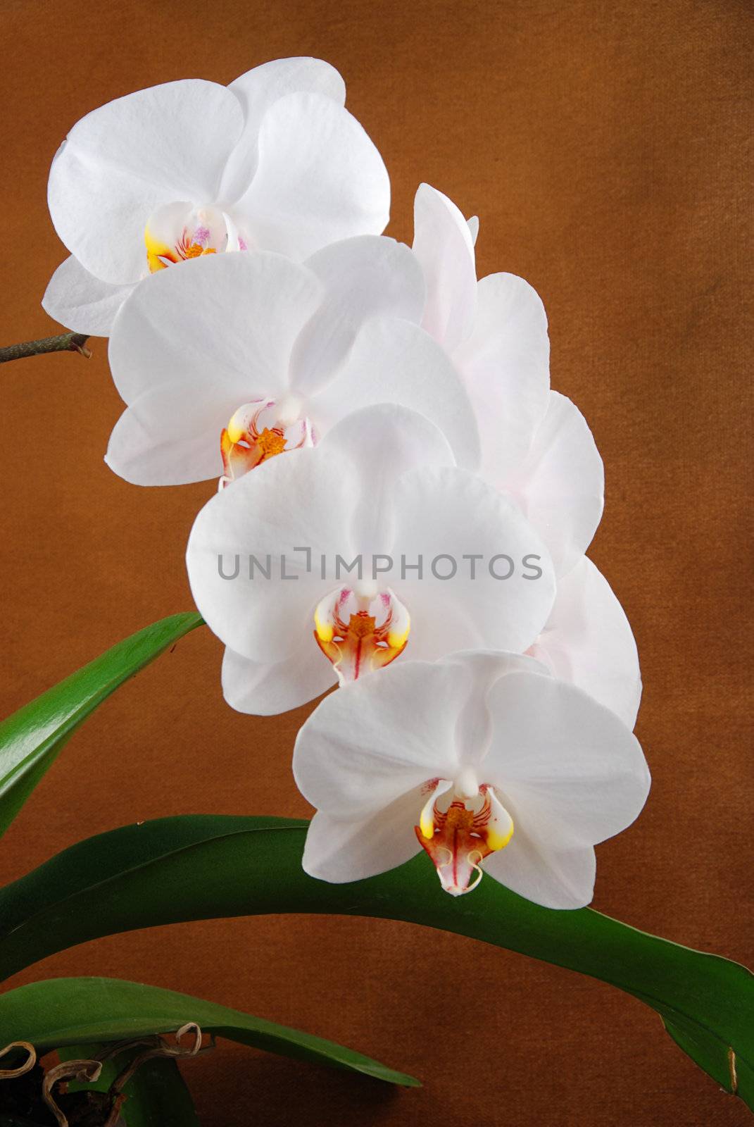 White moon orchid blooms (Phalaenopsis amabilis) with green leaves on brown