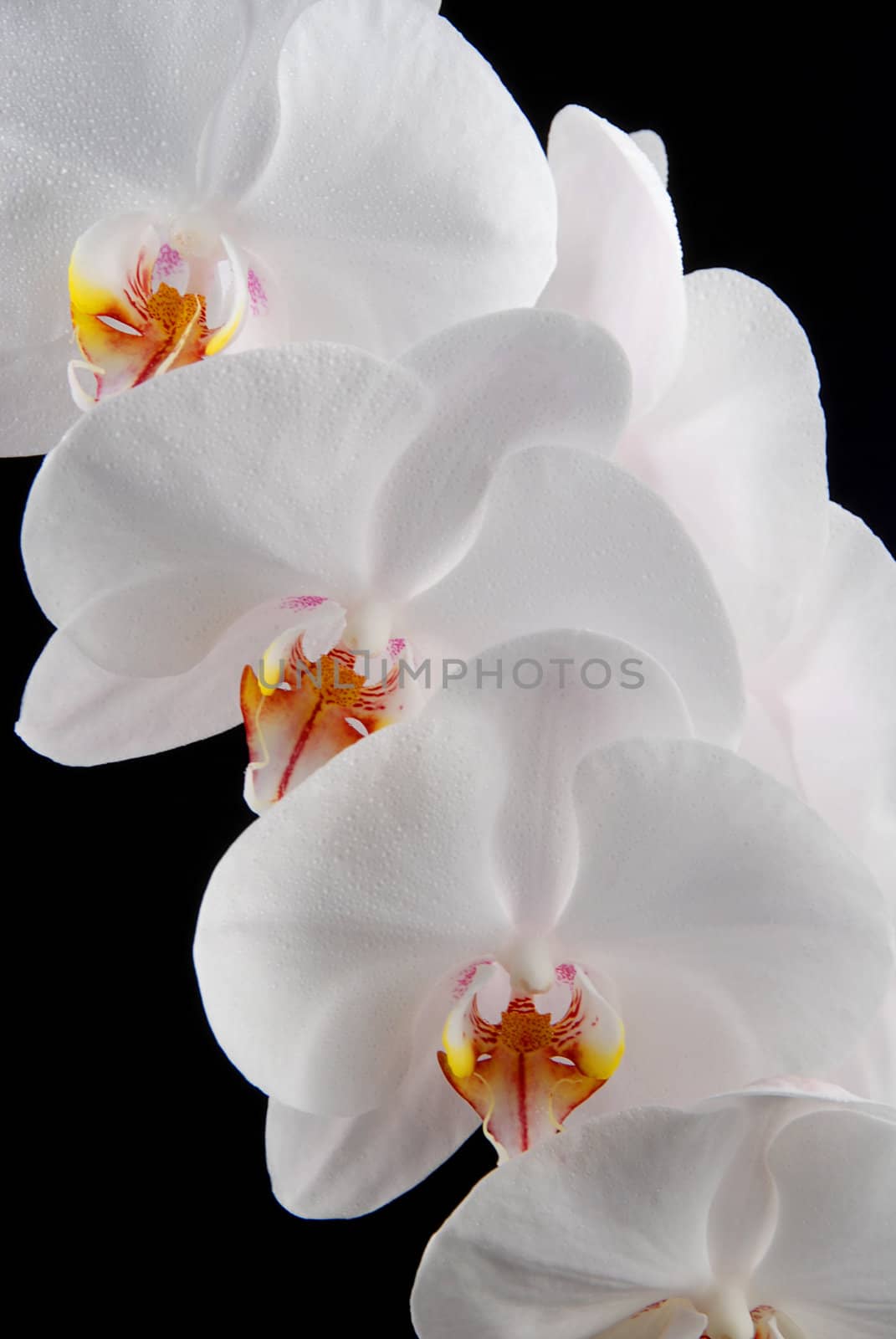 White moon orchid blooms (Phalaenopsis amabilis) with drops of water isolated on black