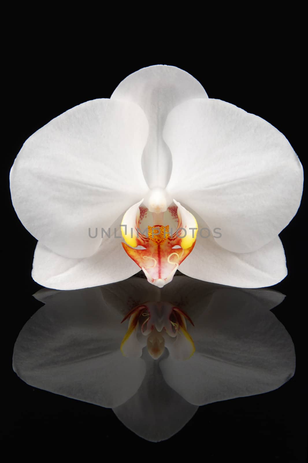 White orchid on black by fyletto