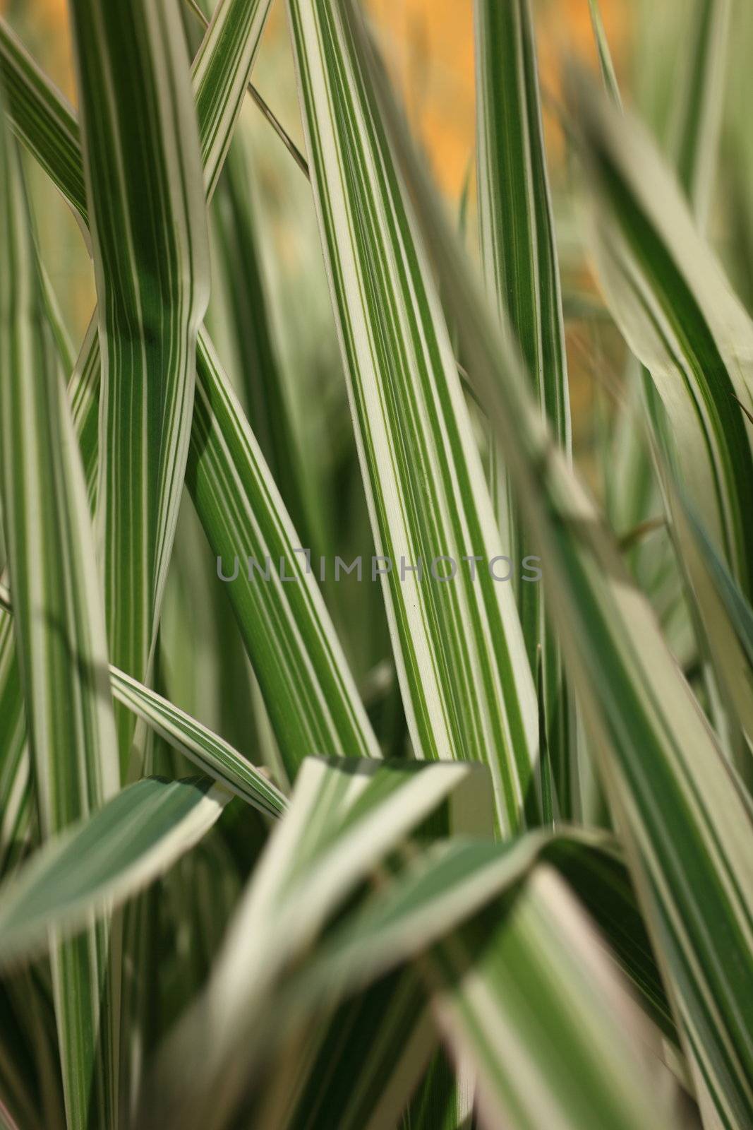 Background of sword shaped ornamental white and green variegated leaves growing in a cultivated garden