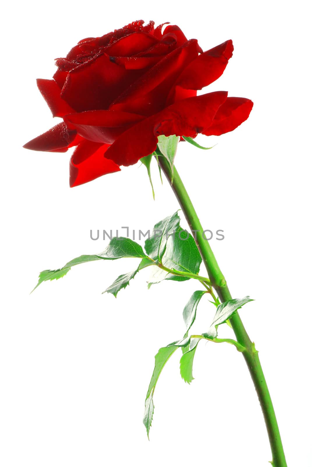 Beautiful red rose with leaves isolated on white