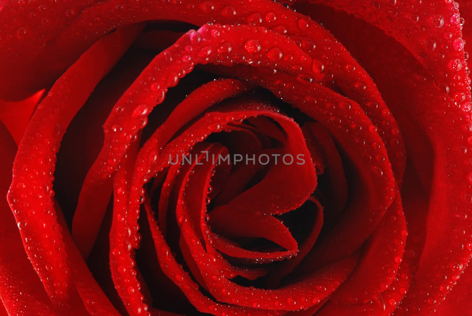 Beautiful red rose background with drops of dew