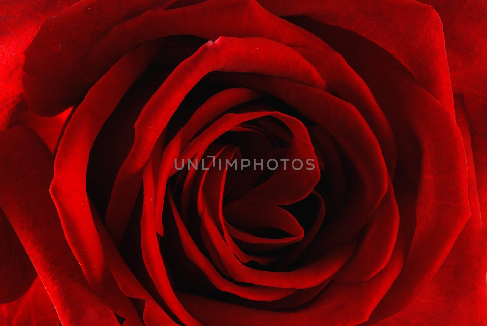 Red rose backround - beautiful natural flower closeup 