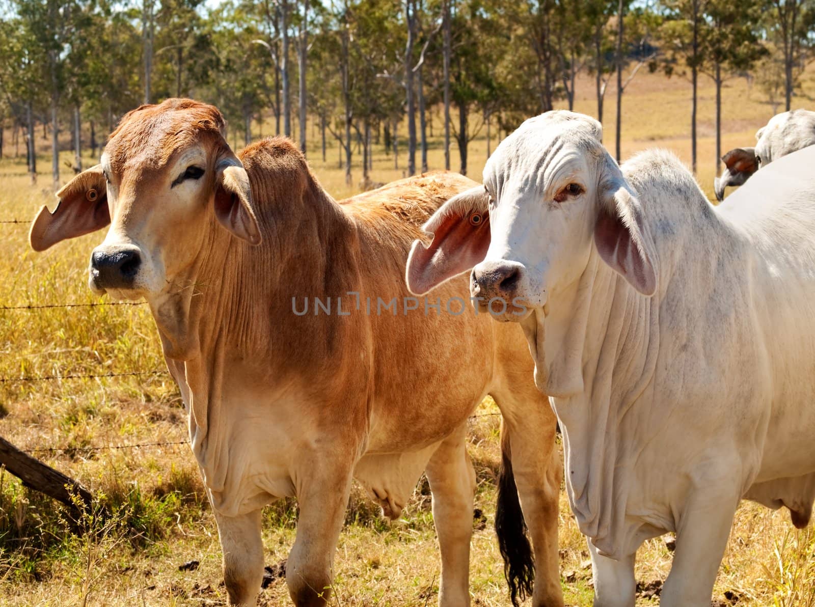 Australian Beef Cattle Industry Red and Grey Brahman Cows by sherj