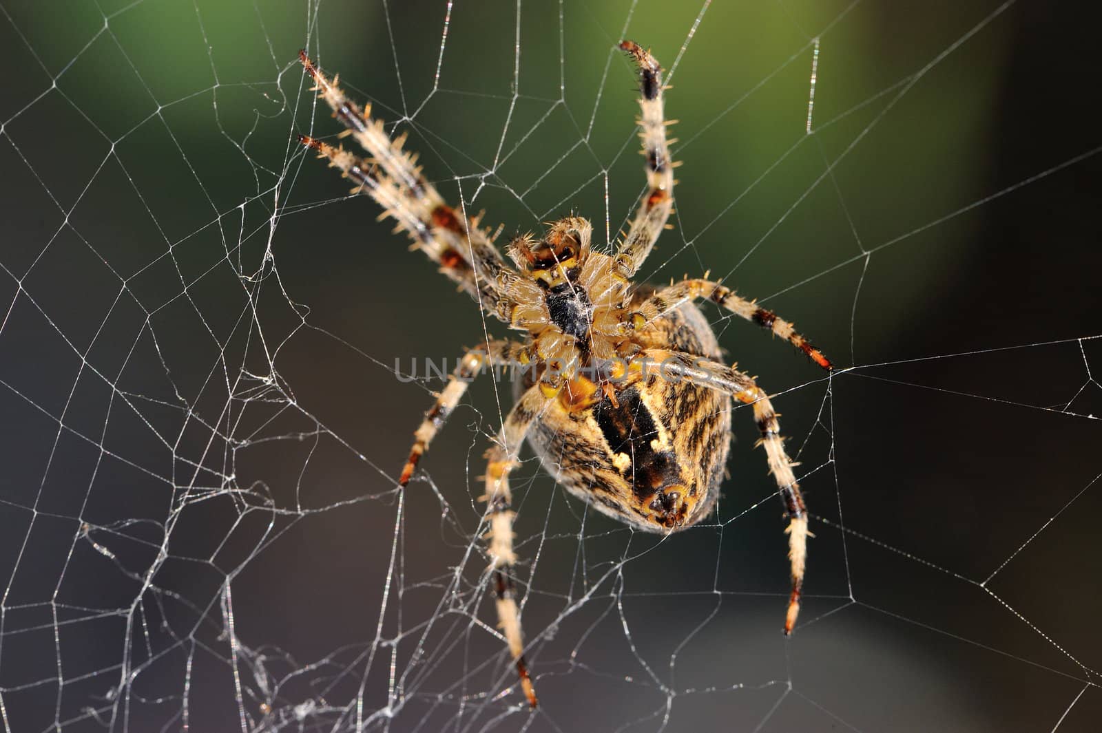 The bottom side of a garden spider in the repair of its web.