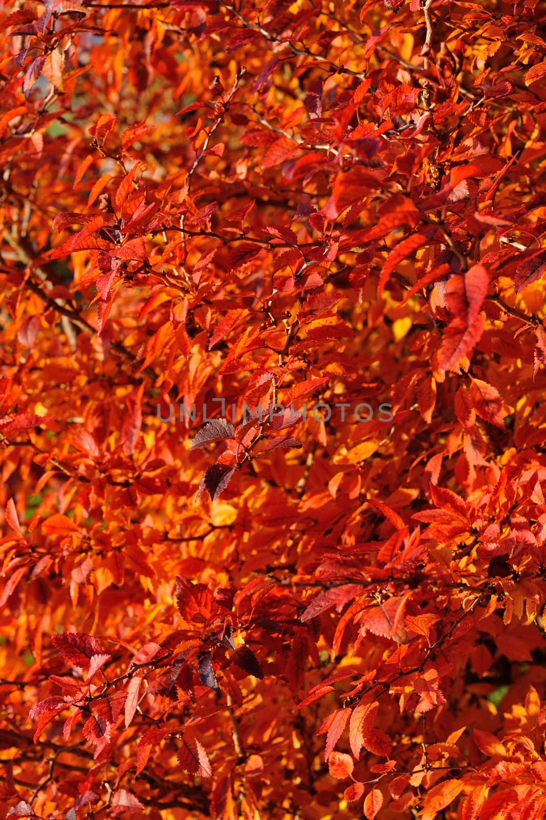 Red autumn leaves in the evening sun.