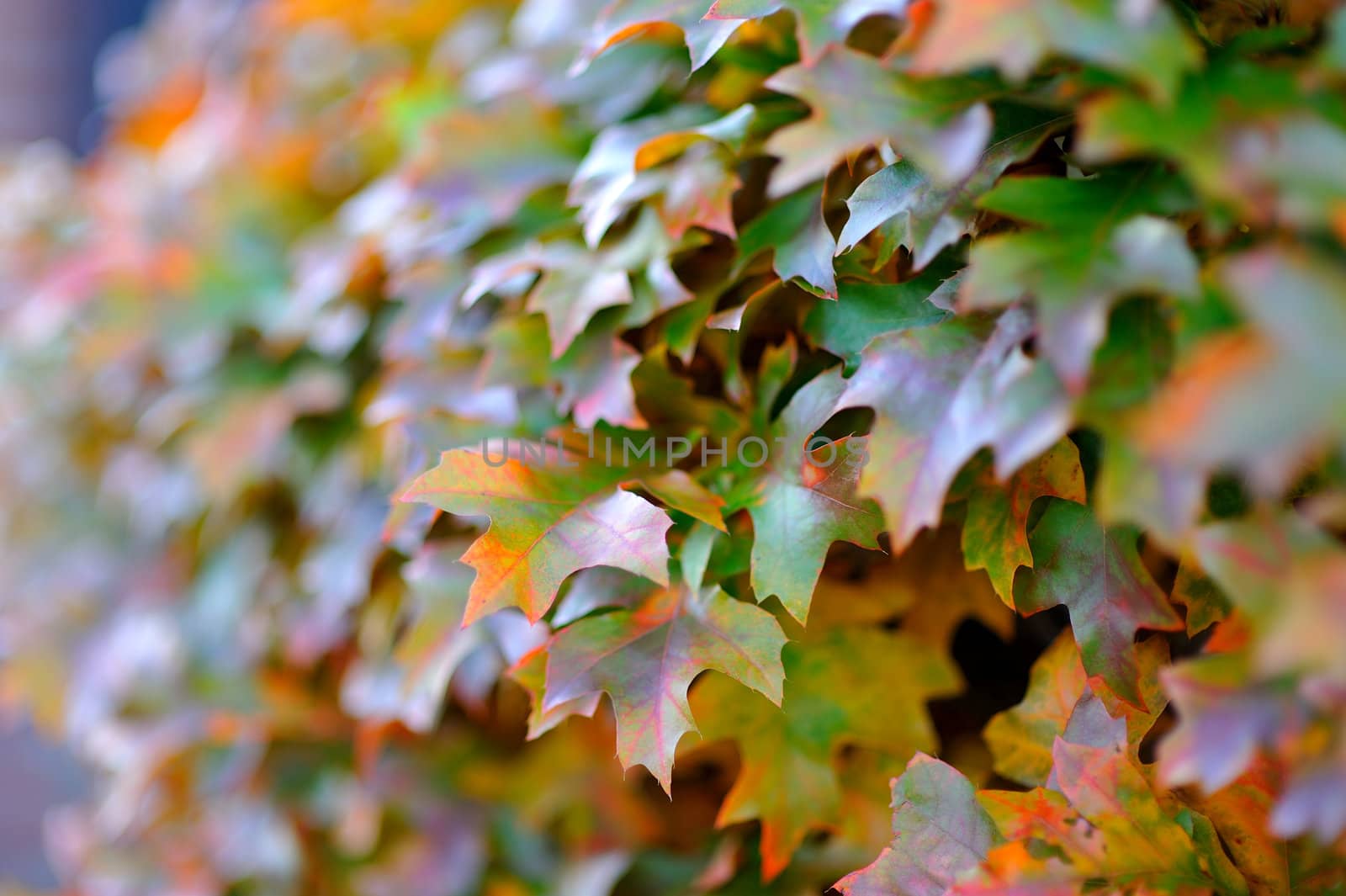 Colorful autumn leaves.