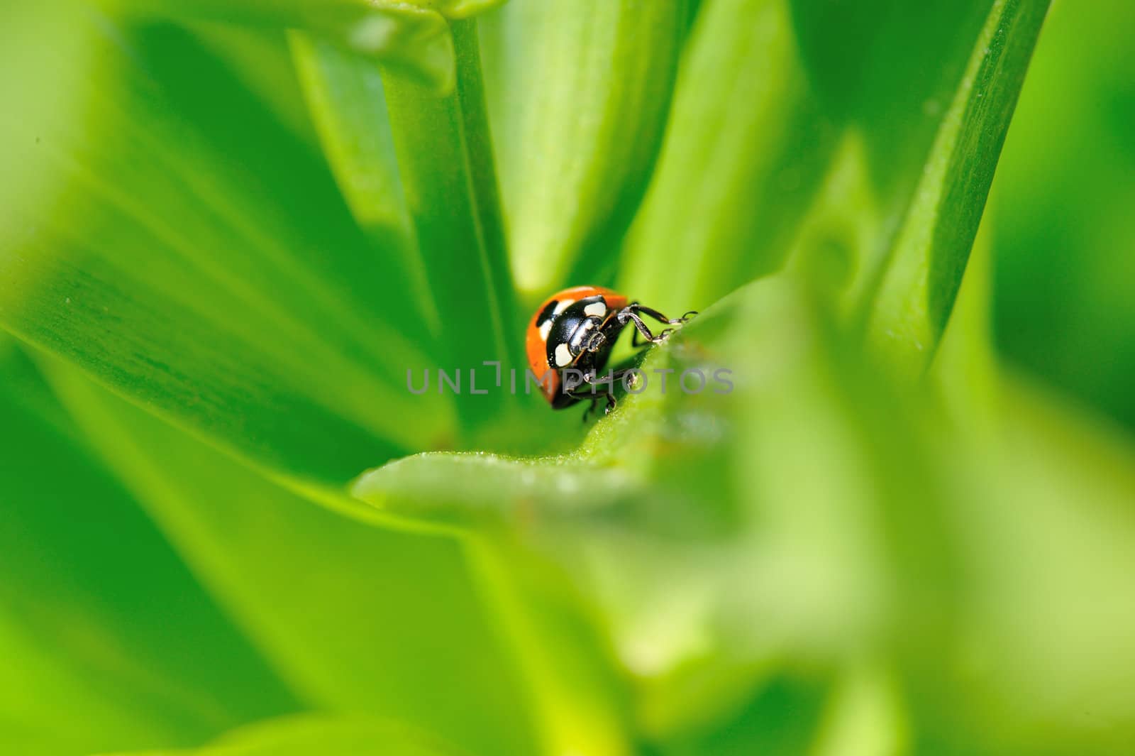 A ladybug between bright green leaves.