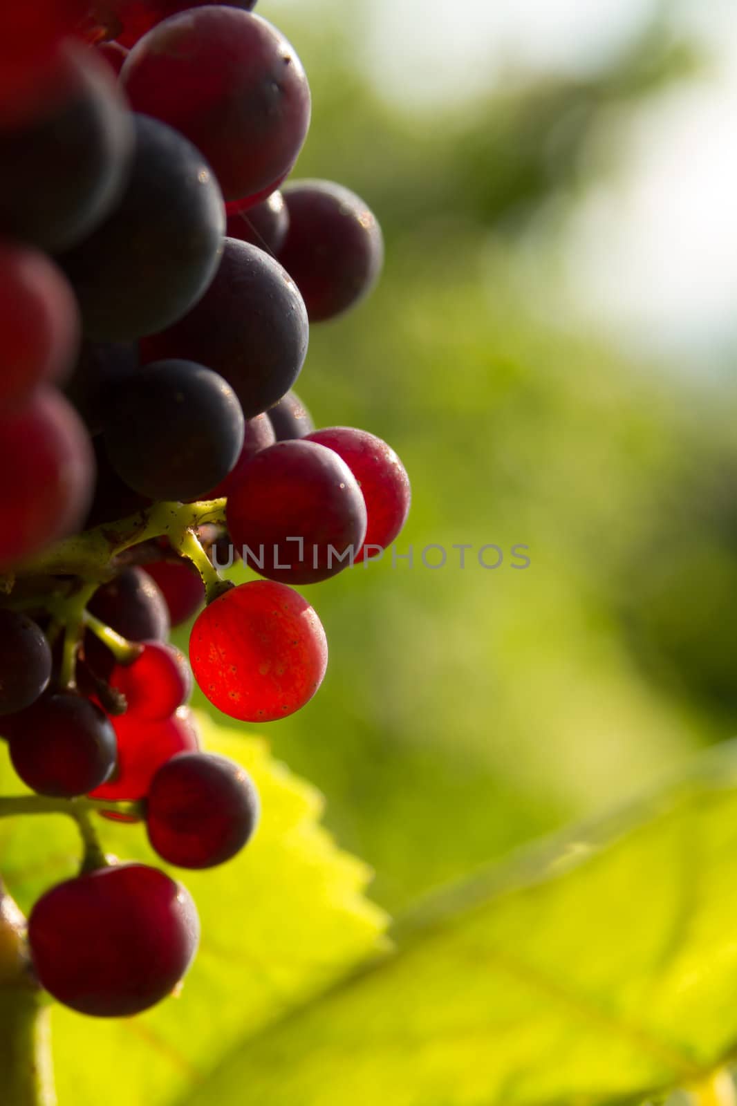 Rred grapes in sunset light Burgundy france