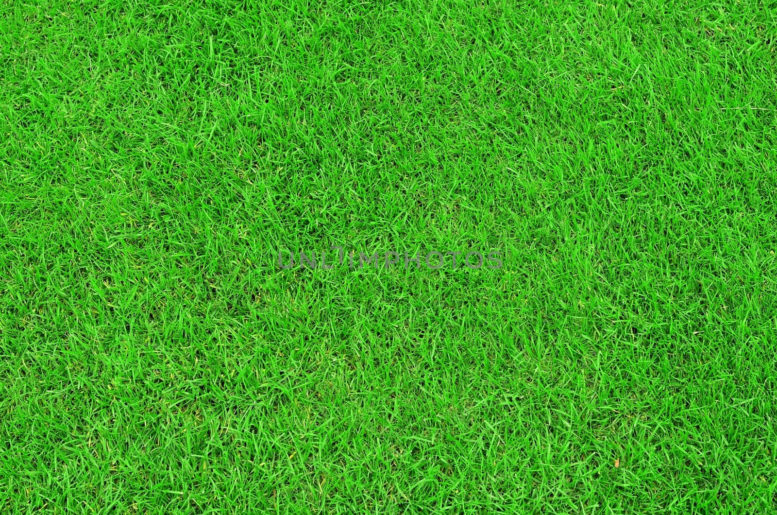 Green grass texture.