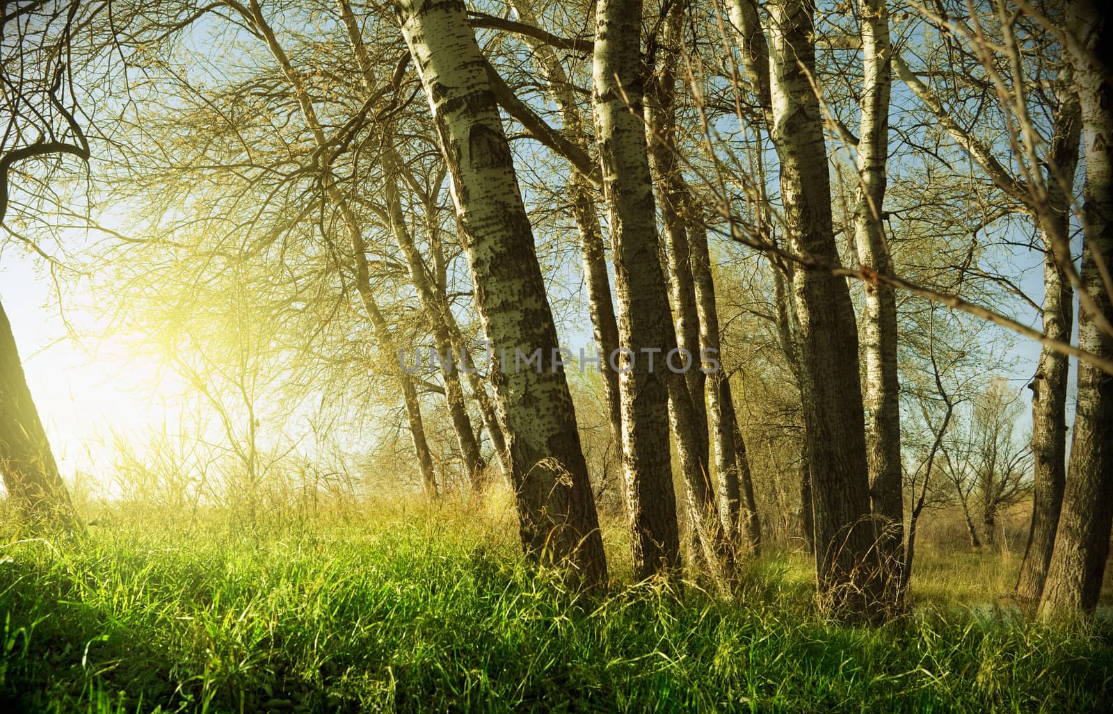 Close shot of sunset and trees