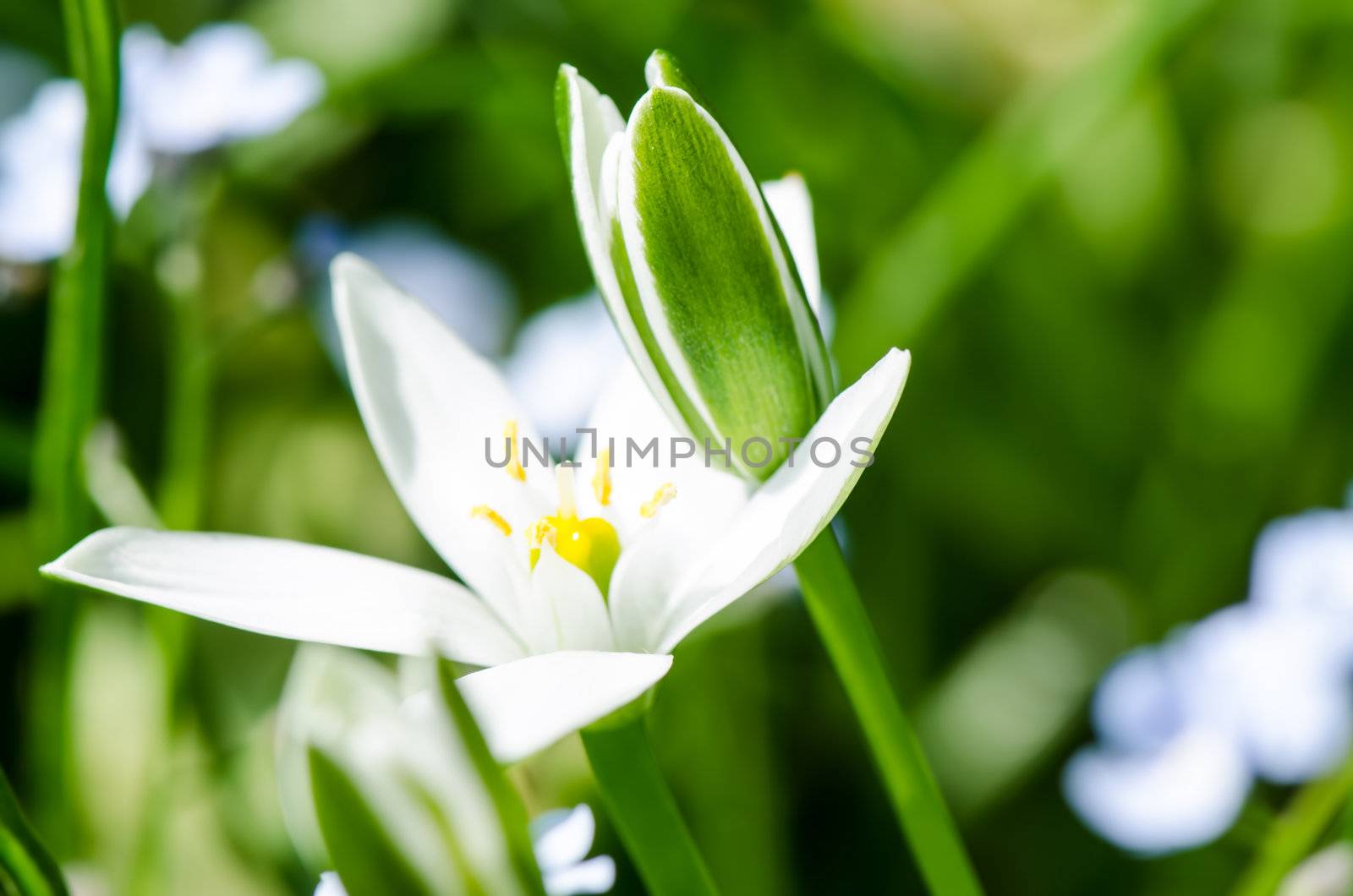 White spring flowers close up