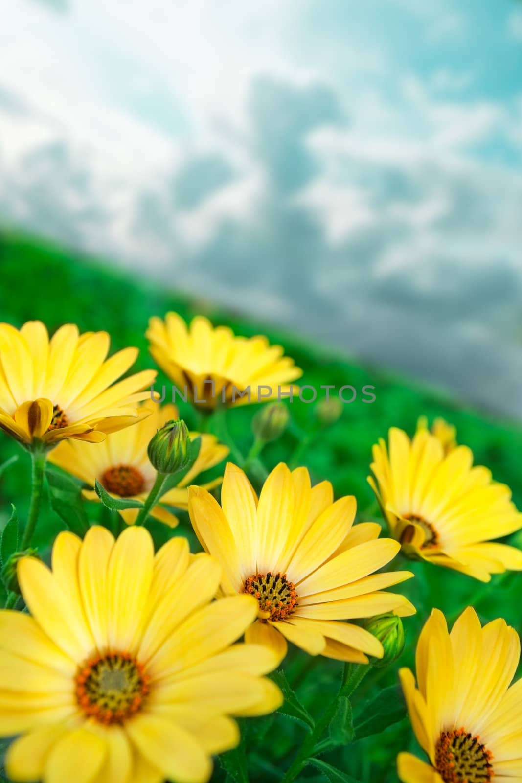 Yellow flowers background by carloscastilla