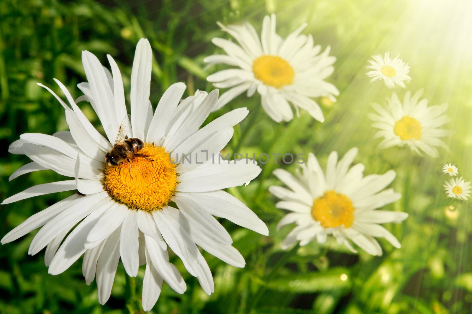 field of daisies with sunshine and bee