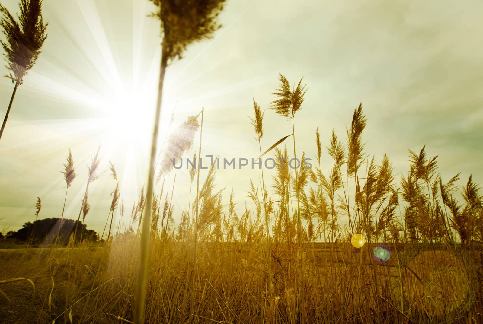 Background nature with sunset and vegetation