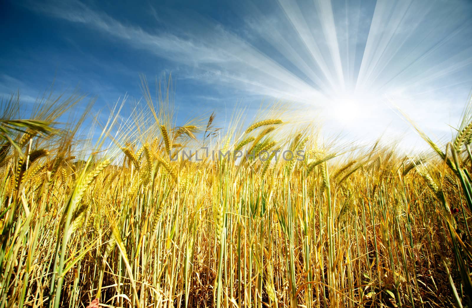 Idyllic wheat field and sunshine