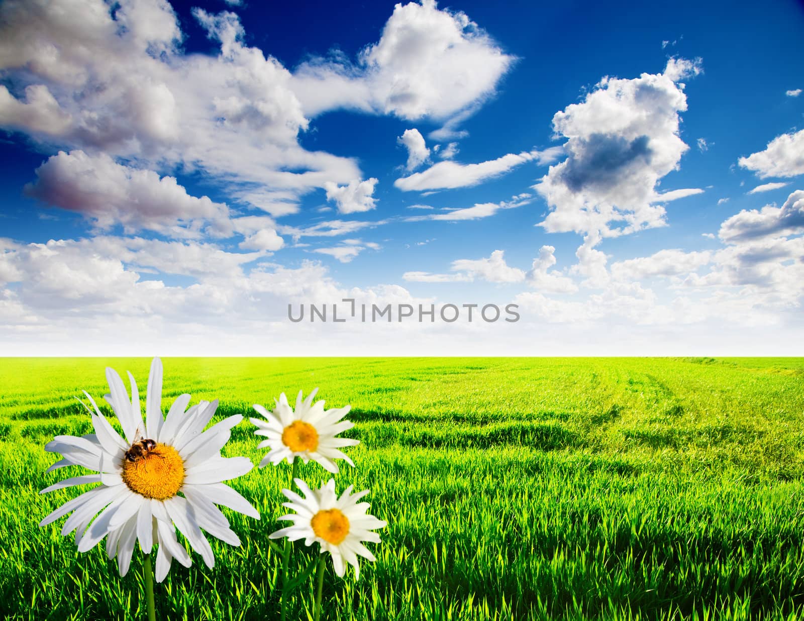 fiels of daisies and blue sky