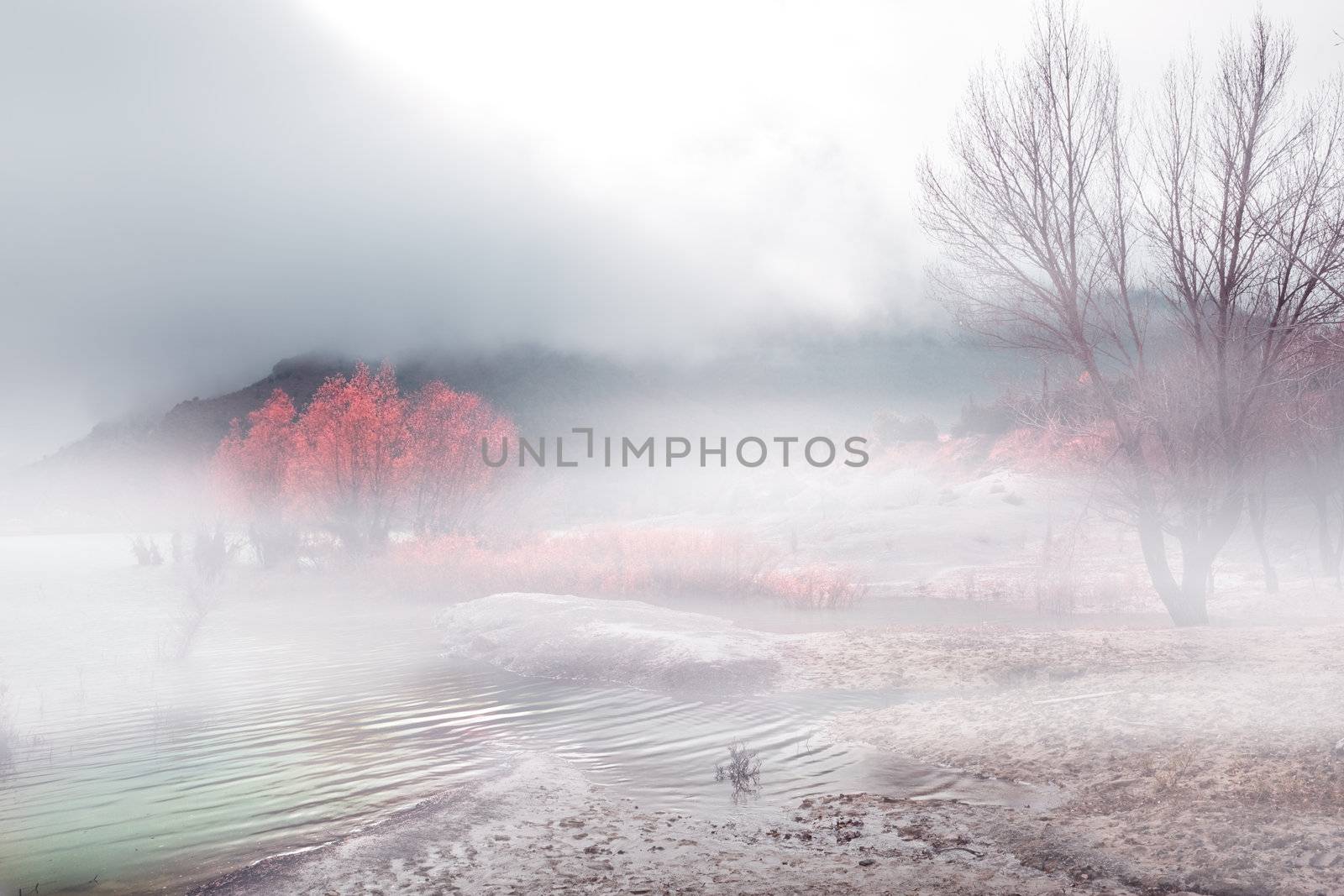 Winter landscape with fog and trees