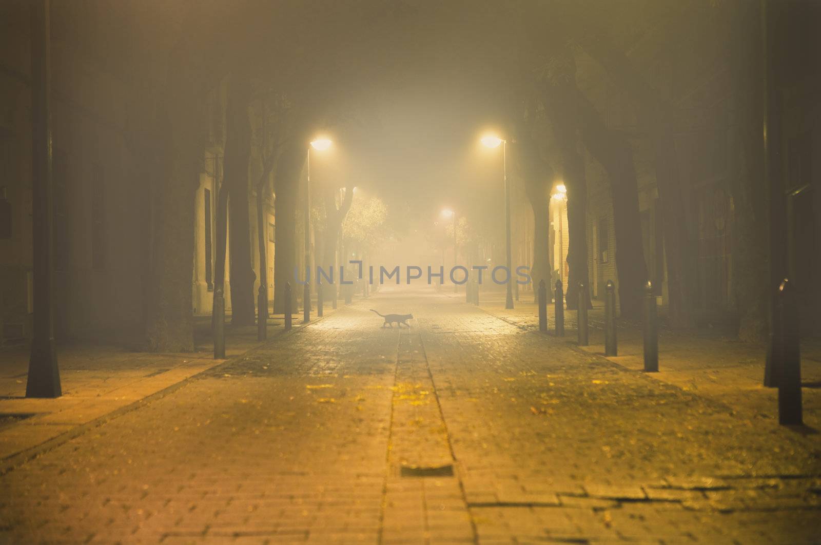 night urban landscape with fog and black cat
