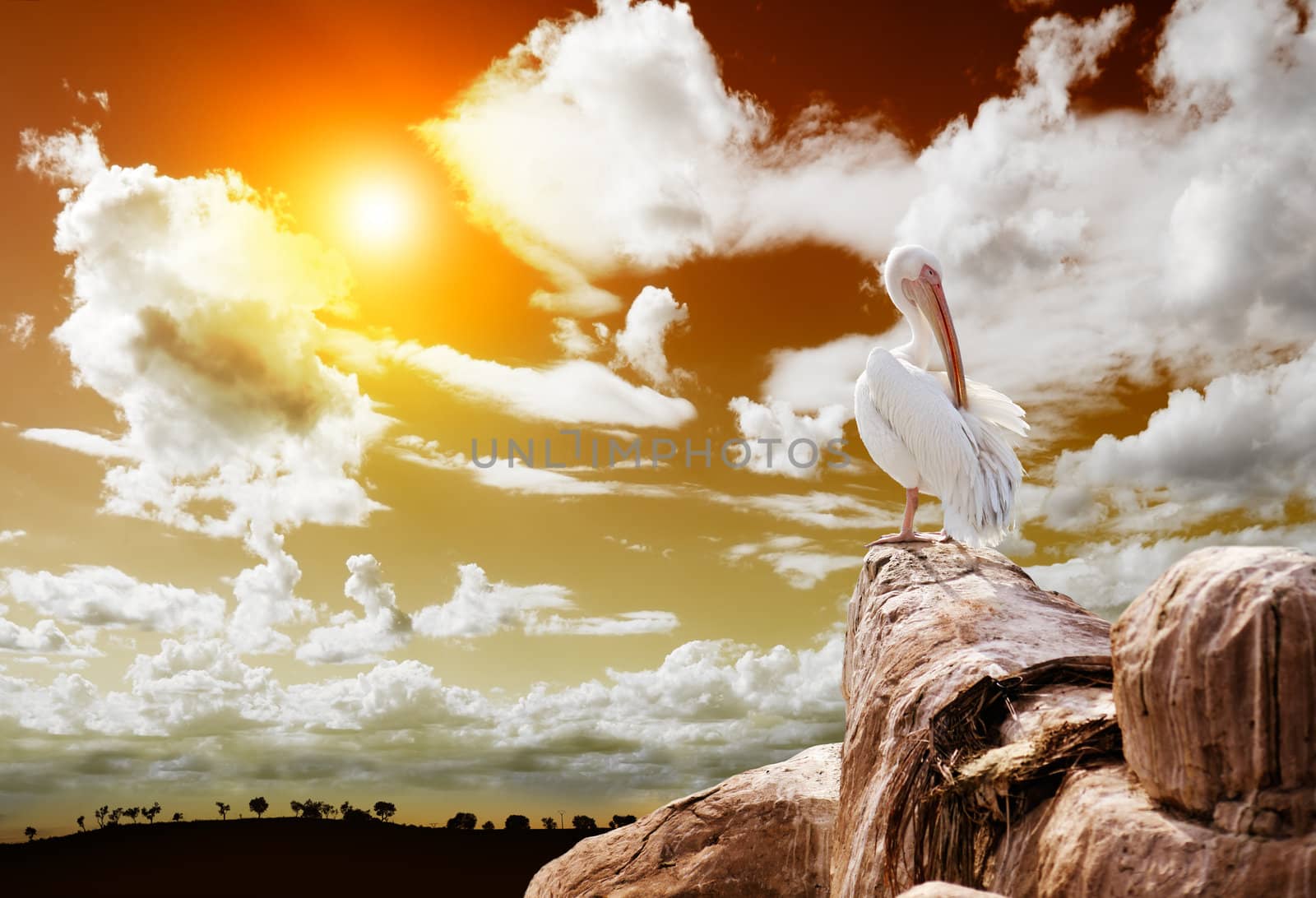 Landscape with sunset and pelican