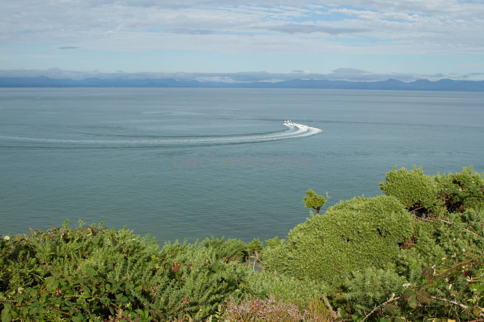 heather and gorse plants lead to a view of the sea with a boat leaving a wake and the view of mountains on the horizon.